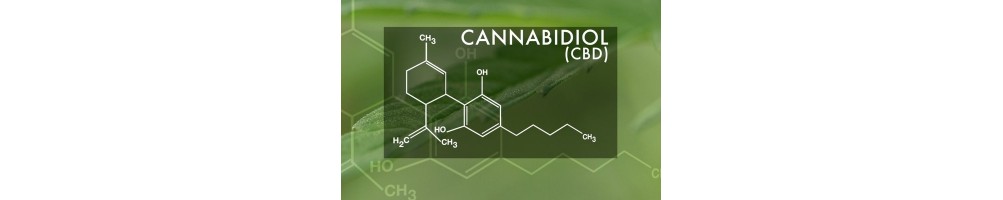 CBD - Fiori di Cannabis