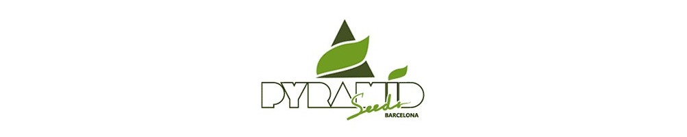 Pyramid Seeds