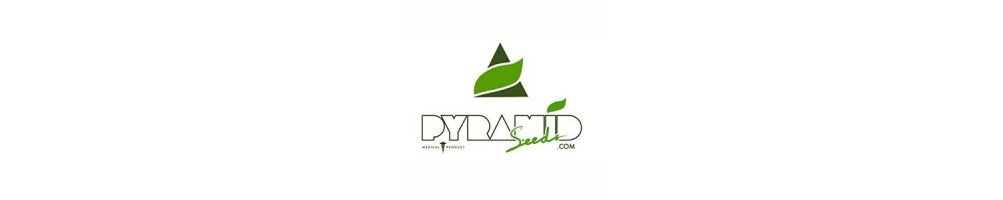 Pyramid Seeds Auto