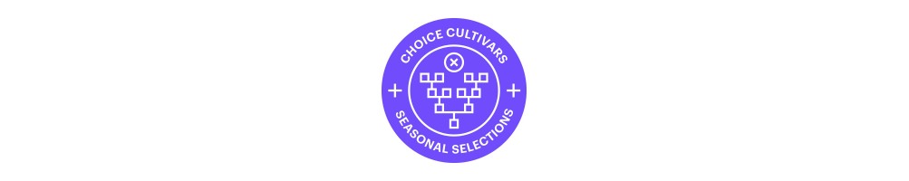 Purple City Genetics