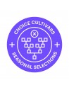 Purple City Genetics (USA LIMITED EDITION)