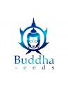 Buddha Seeds Femm