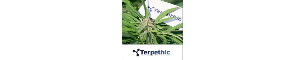 Terpethic  - Auto