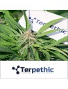 Terpethic  - Auto