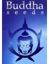 Buddha Seeds