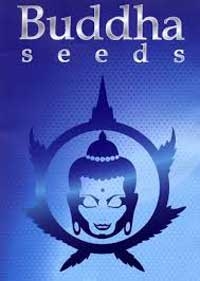 Buddha Seeds