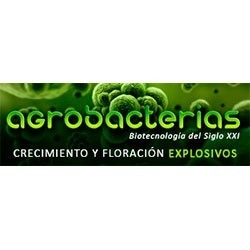 Agrobacterias